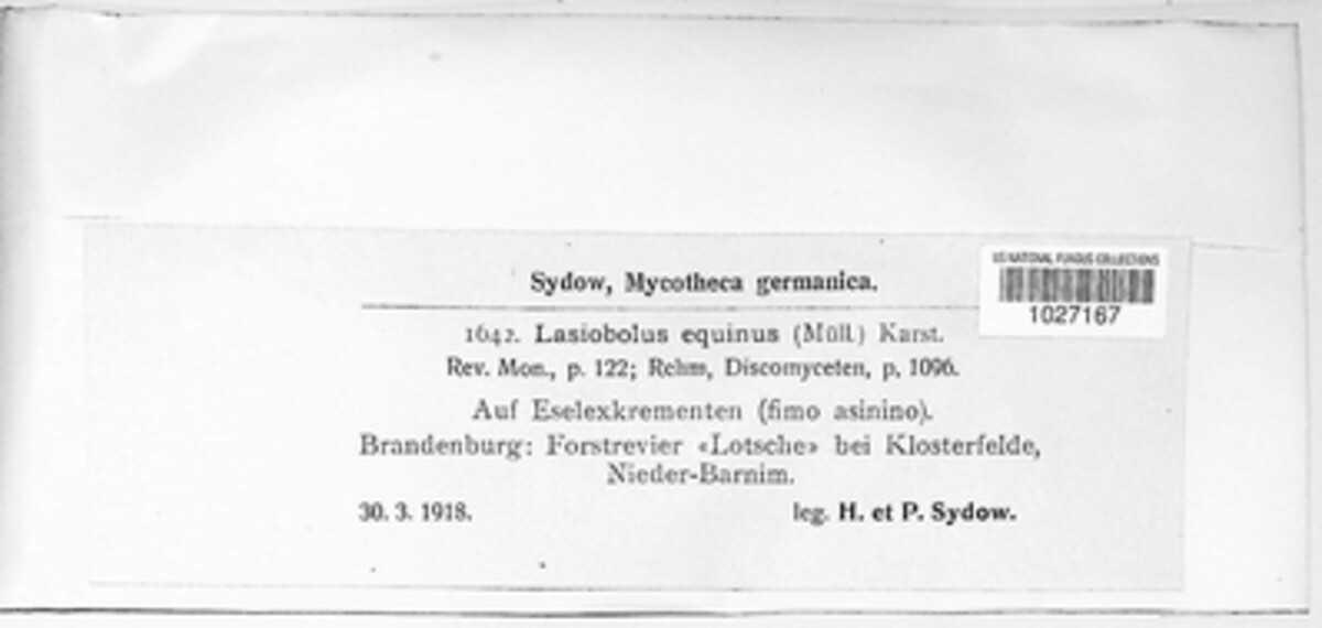 Lasiobolus papillatus image